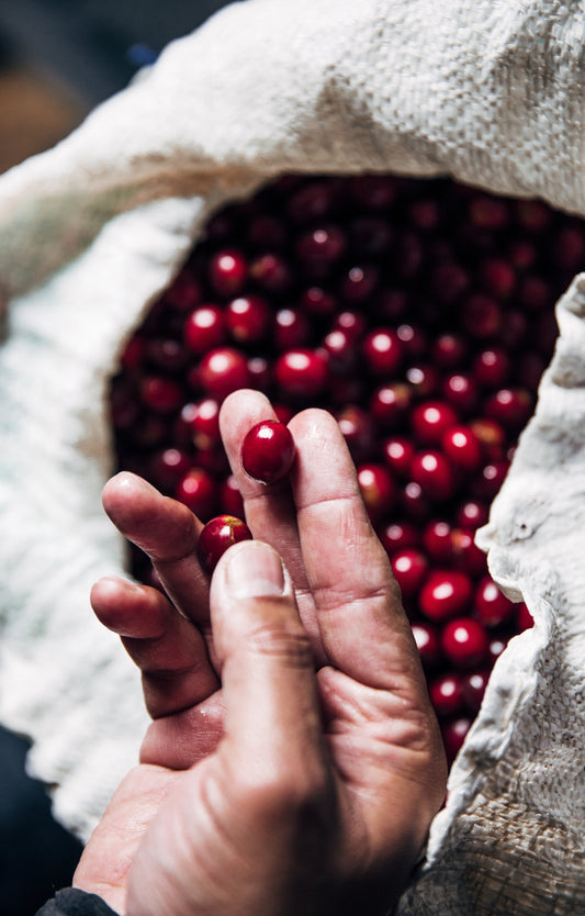 ¿Qué influye en el sabor del café?