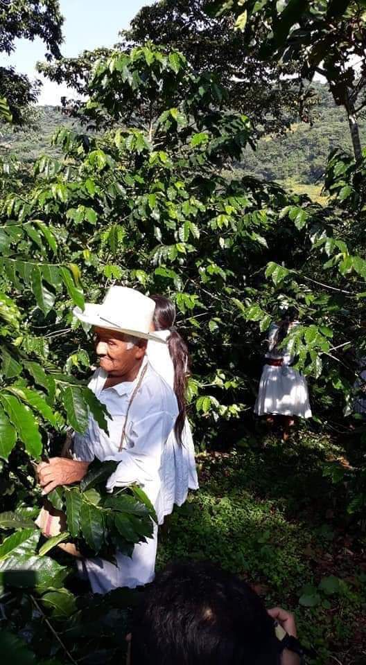 Proyecto Porte Alto apoyo a comunidades dedicadas a la recolección de café mexicano.